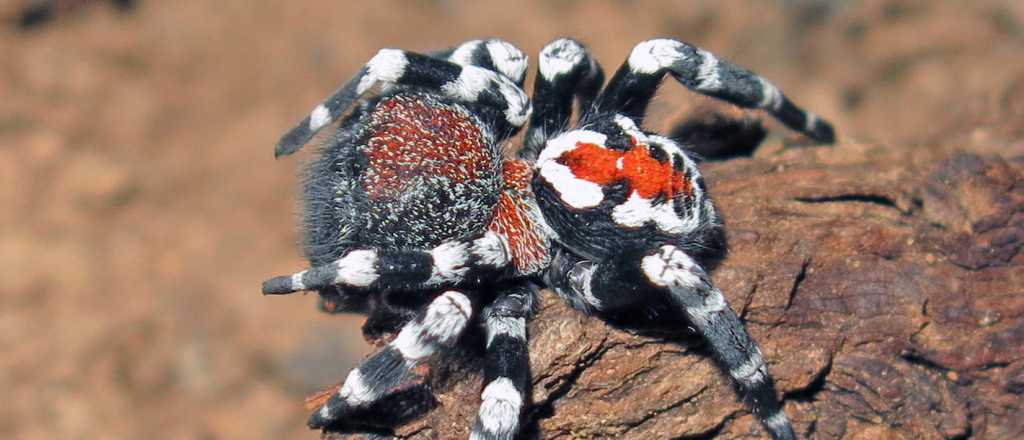 Descubrieron una rara araña y la bautizaron como el actor de "Joker"