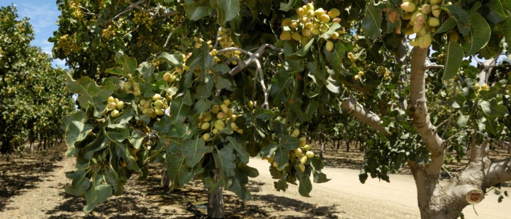 Pistacho, el "oro verde" que cura la anemia, el estrés y se cultiva en Mendoza