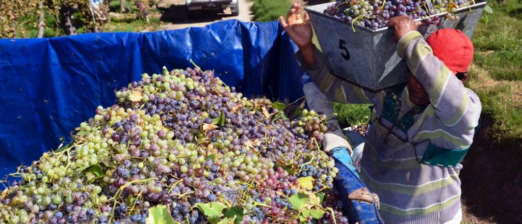 El Senado de Mendoza aprobó la creación de un "banco de vinos"