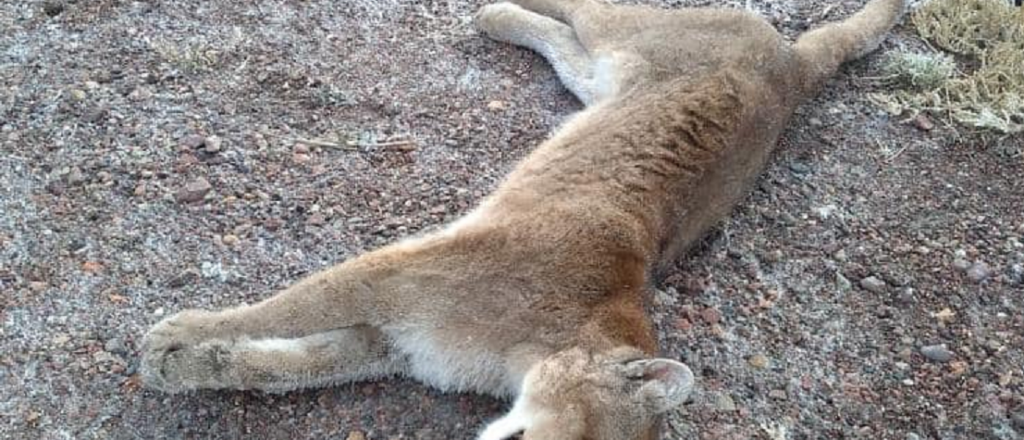 Encontraron a un puma atropellado a la vera de la Ruta 143