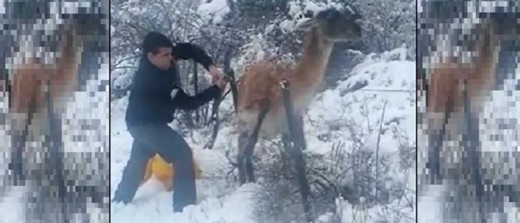 Video: un guanaco atrapado en un alambrado fue liberado en Villavicencio