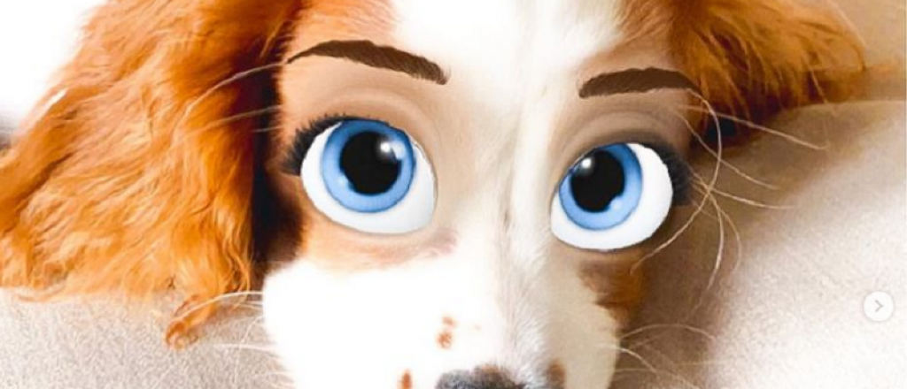 ¡Awwwwwww! Este filtro convierte a tu perro en un personaje de Disney