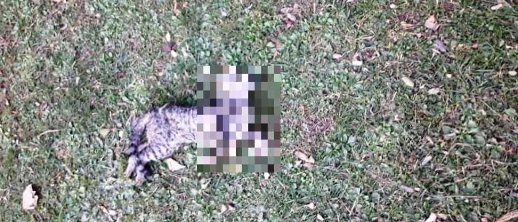 Horror en Plaza Italia de Ciudad: encontraron gatos asesinados