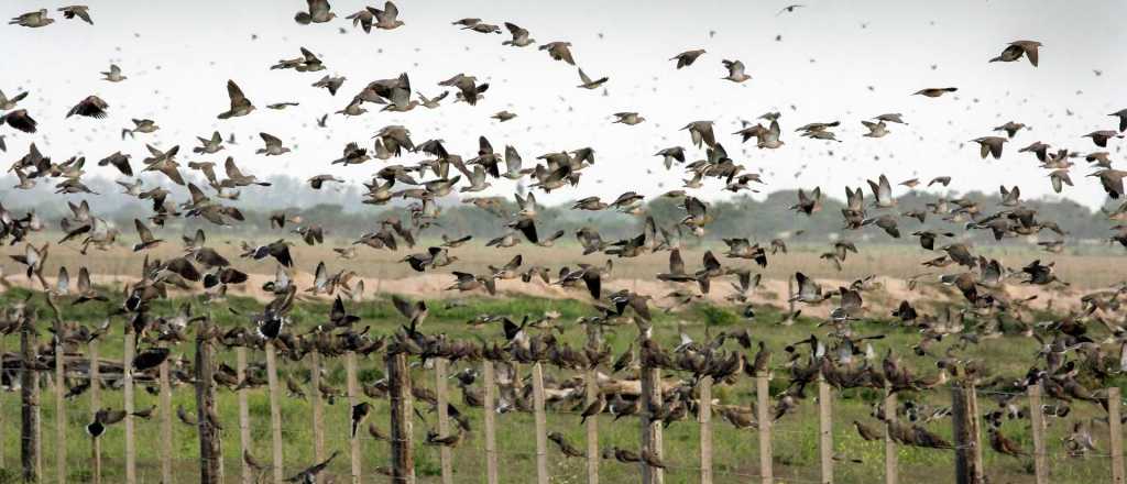  No es un hijo del intendente de Junín el que cazaba palomas