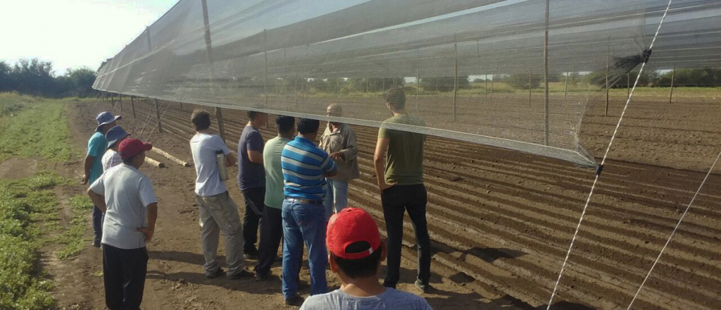 Piden declarar la emergencia en oasis productivos de Mendoza