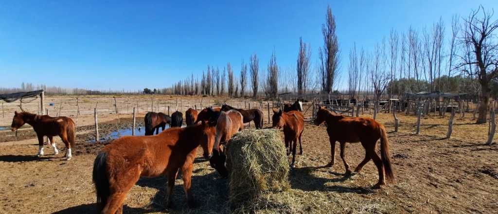 Matanza ilegal de caballos en una finca de San Rafael