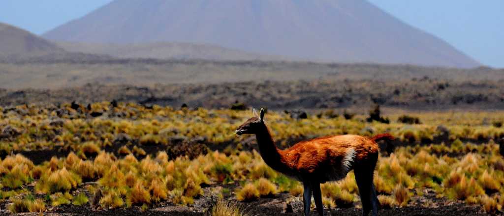 Mendoza postuló a la Payunia como Patrimonio de la Humanidad 