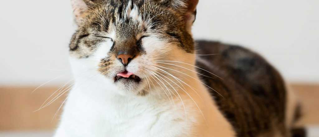 Qué es la pica, el trastorno que hace a los gatos comer tierra