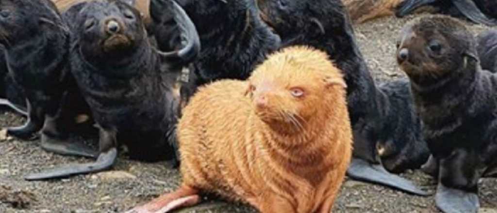 "Patito feo": el lobo marino albino que puede no ser aceptado en su grupo