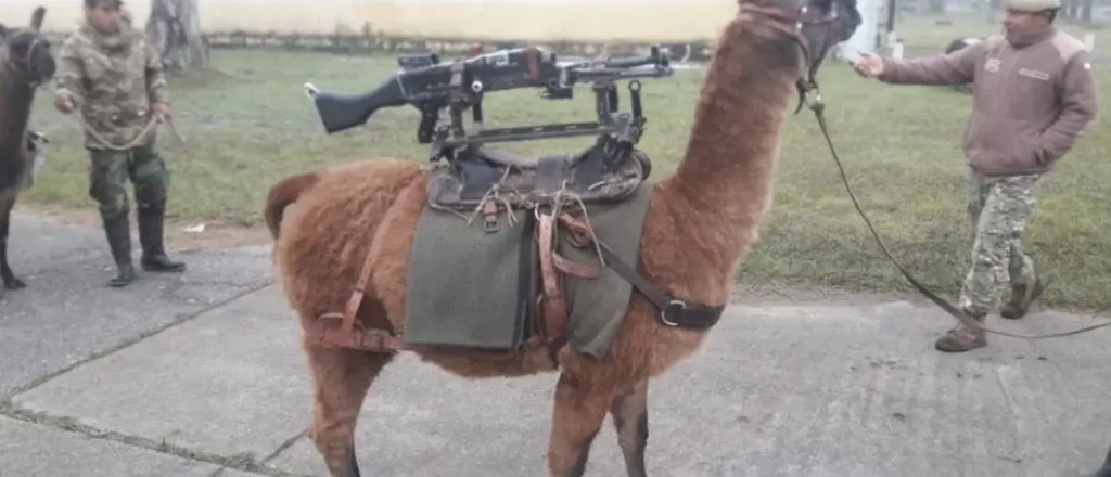 Jujuy entregó 20 "llamas metralleta" al ejército y estallaron los memes