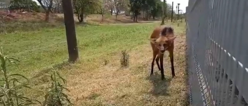 Un aguará guazú escapó de los incendios y terminó en el lugar menos pensado