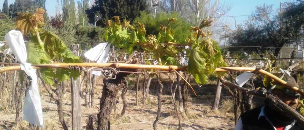 Heladas tardías: lanzan beneficios ante el "desastre agropecuario"