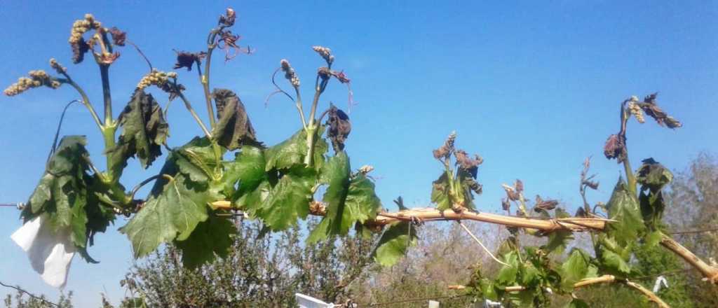 Mendoza depositó la ayuda a productores afectados por las heladas