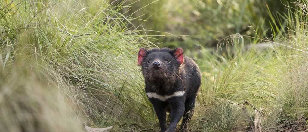 Luego de extinguirse, el demonio de Tasmania "volvió" a Australia 