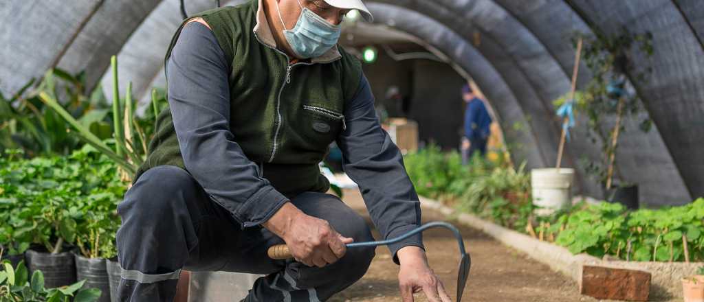 Maipú sumará 8000 árboles a su plan de forestación