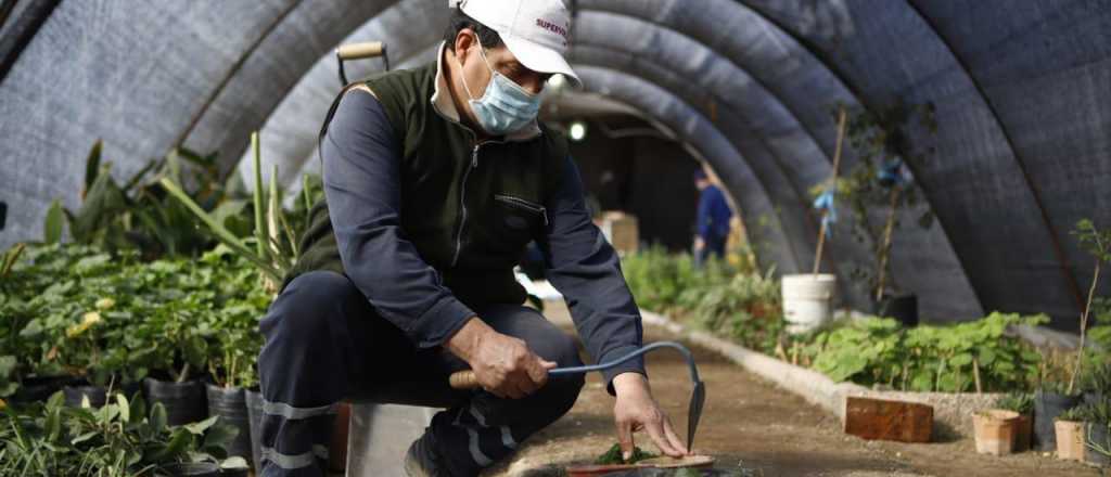 Maipú sumará 8.000 árboles a su plan de forestación