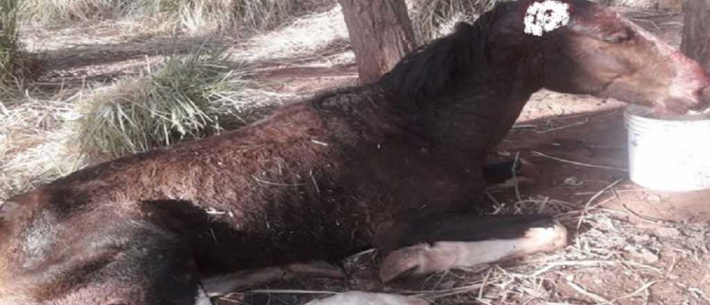 Rescatan a un caballo mientras era comido por perros en Malargüe