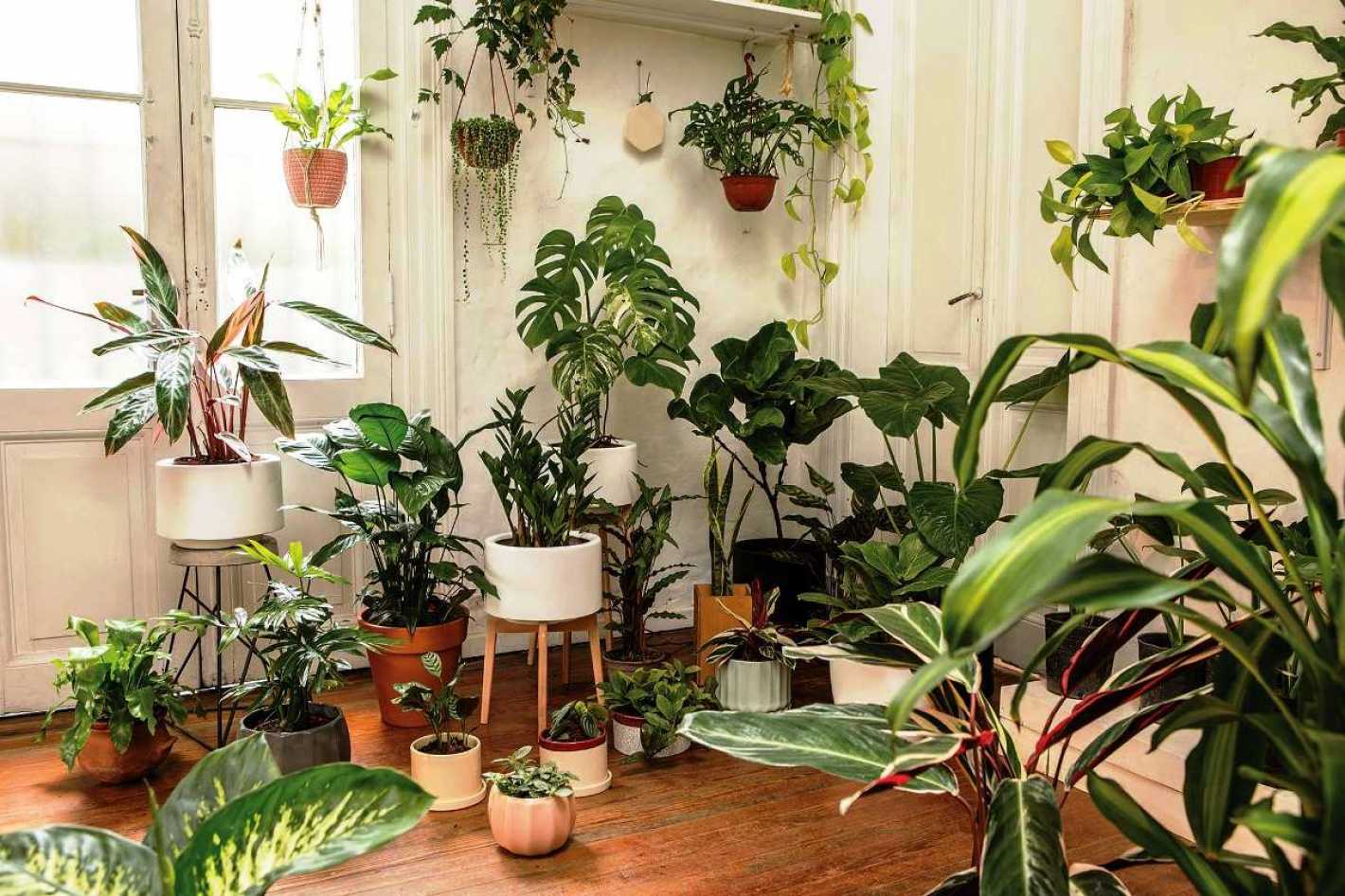 Plantas De Interior: Cuáles Elegir Para Tu Casa - Mendoza Post