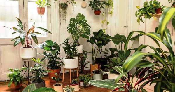 Plantas de interior: cuáles elegir para tu casa - Mendoza Post