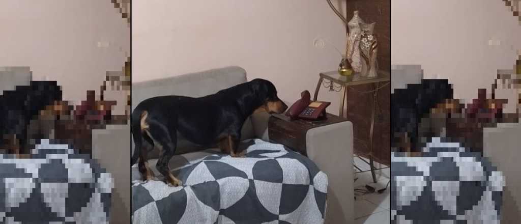 Un perro contestó el teléfono y se puso a conversar