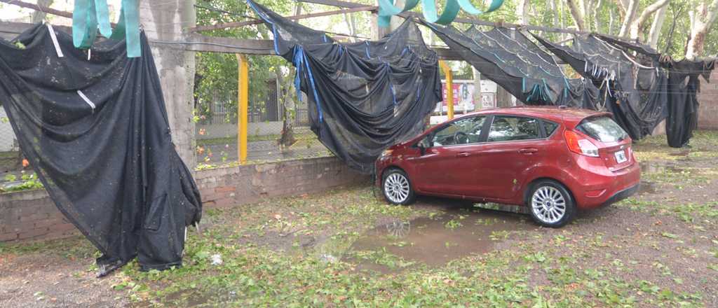 Árboles caídos y casas anegadas por las lluvias en Mendoza