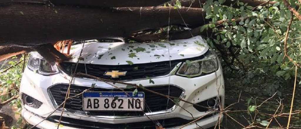 Un árbol aplastó un auto en Las Heras