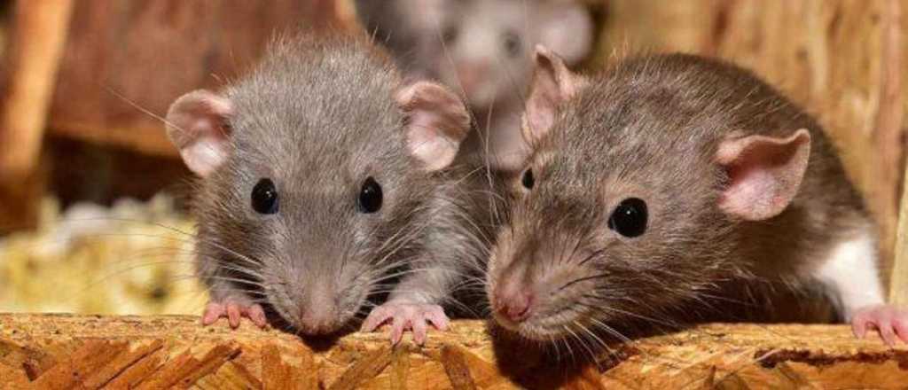 Virus Chapare: ¿Podría migrar de Bolivia hacia la Argentina?