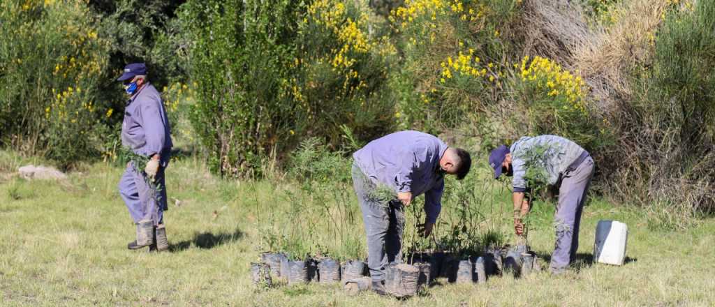 El plan de forestación sigue avanzando en San Rafael