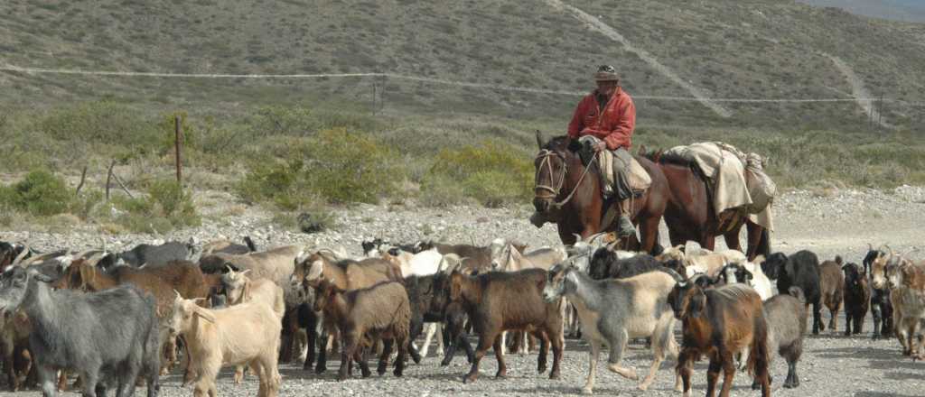 Le robaron toda la producción ganadera a un puestero mendocino