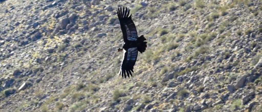 Un parque eólico puede matar a los cóndores de los Andes