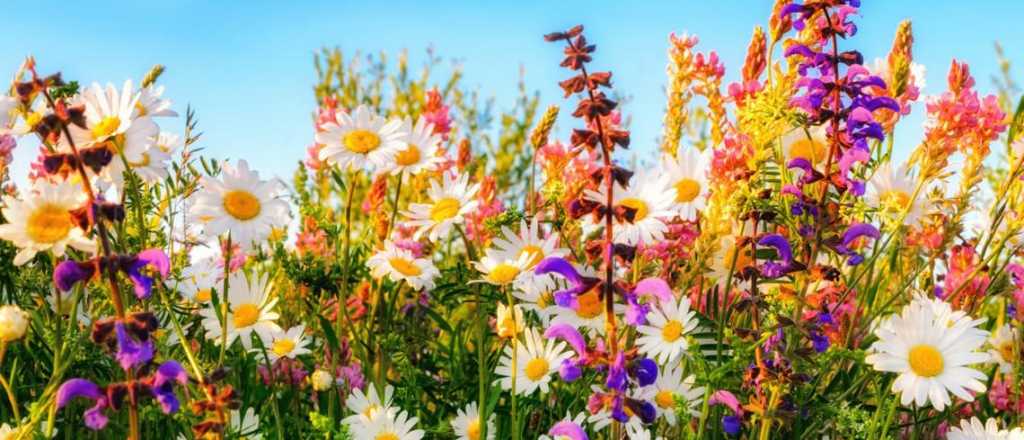 ¿Cuáles son las plantas que florecen todo el año?