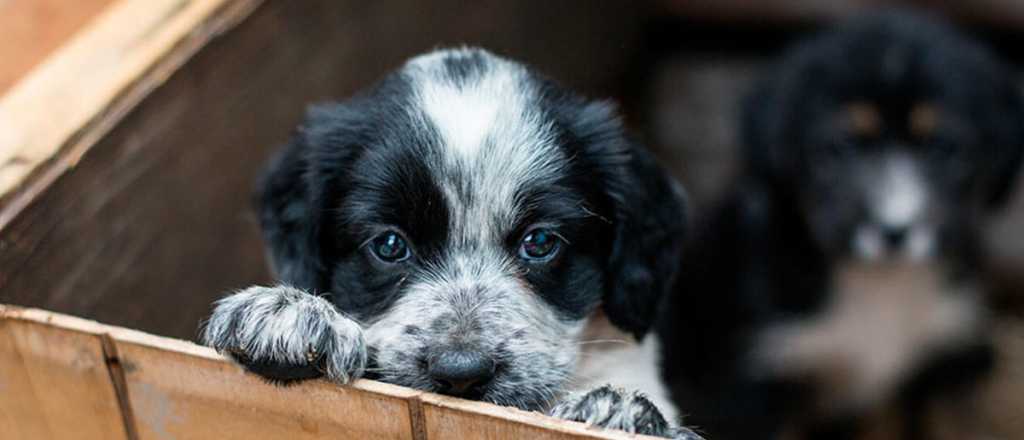 Nueva jornada de adopción responsable de mascotas en Maipú