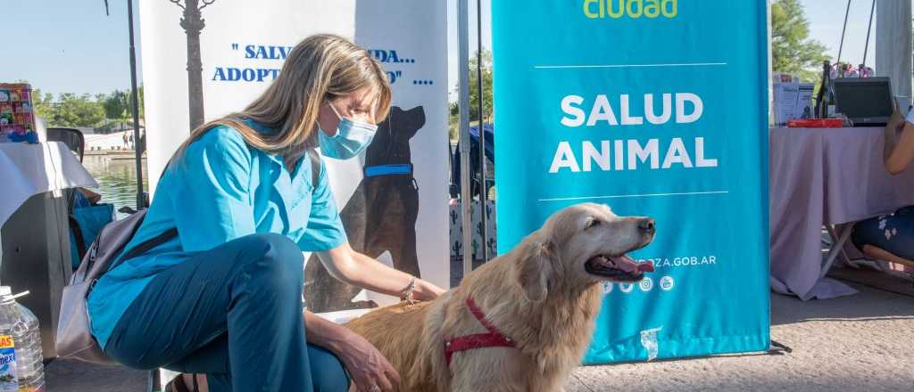 Jornada de adopción y sensibilización animal en Ciudad