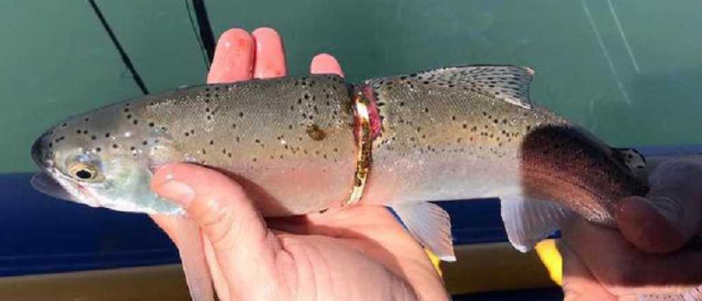 Encontraron una trucha arcoiris envuelta en plástico en el Dique Potrerillos