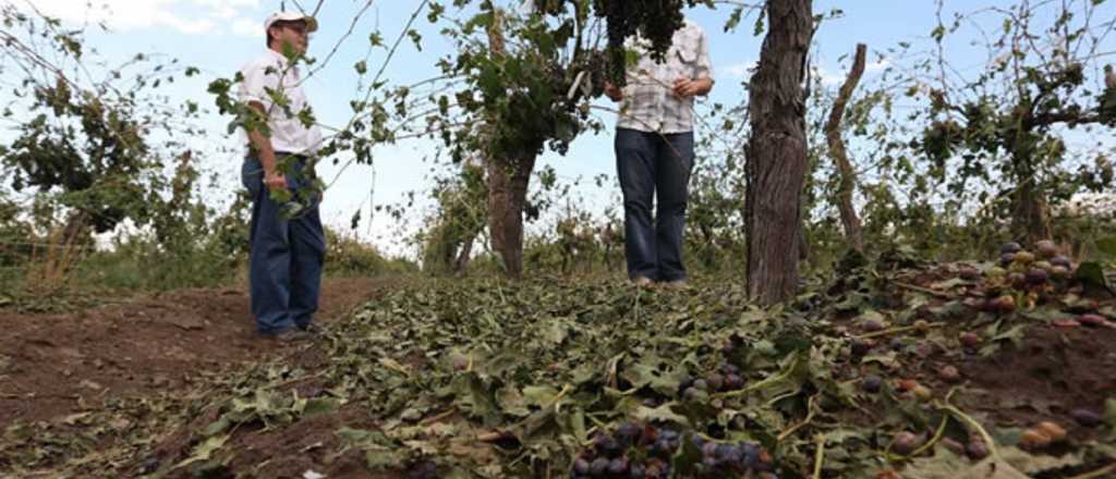 Por la sequía, Mendoza entró en emergencia agropecuaria