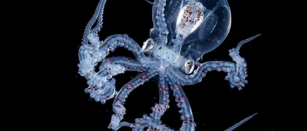 Fotografiaron a un pulpo con cabeza transparente