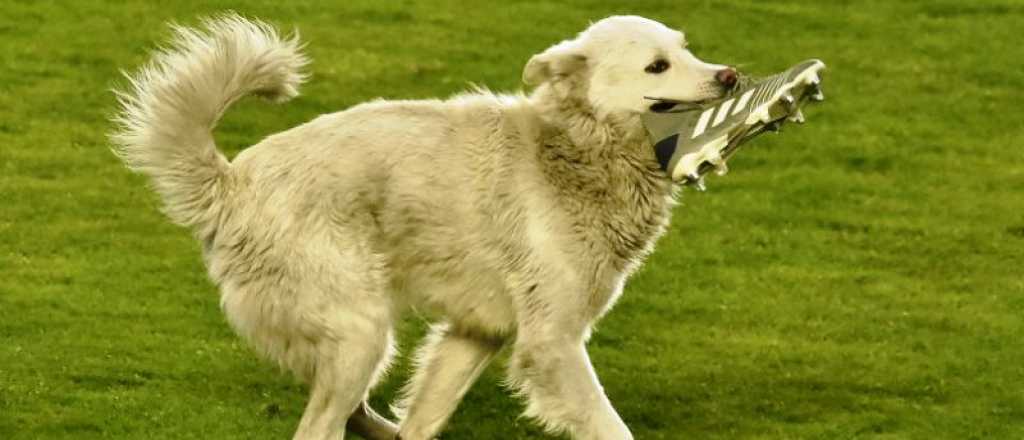 Video: un perro interrumpió un partido de fútbol ¡Y se robó un botín!