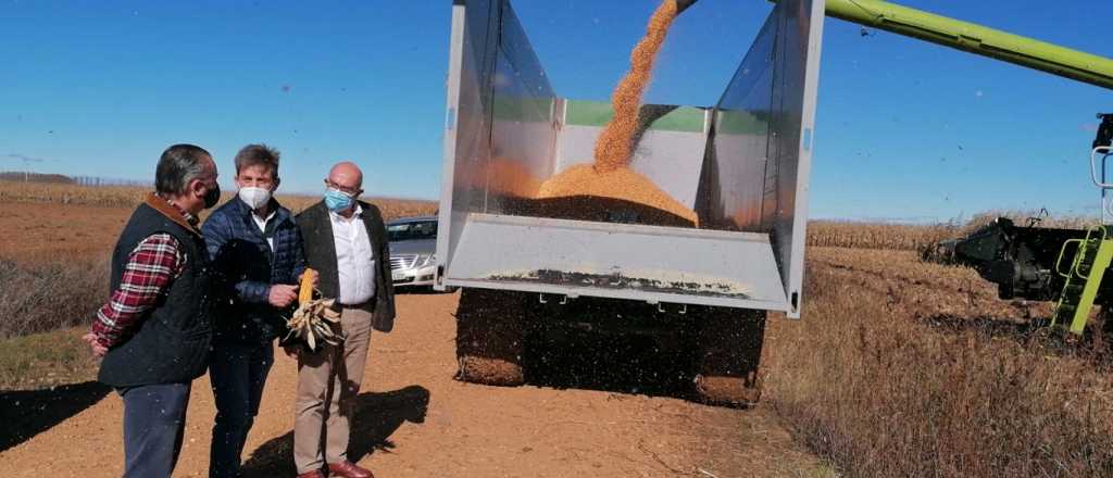 El campo levantó el paro y se exportará maíz sin cepo