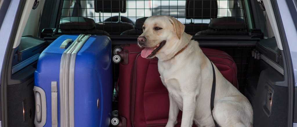 Los requisitos para viajar por el país en Semana Santa