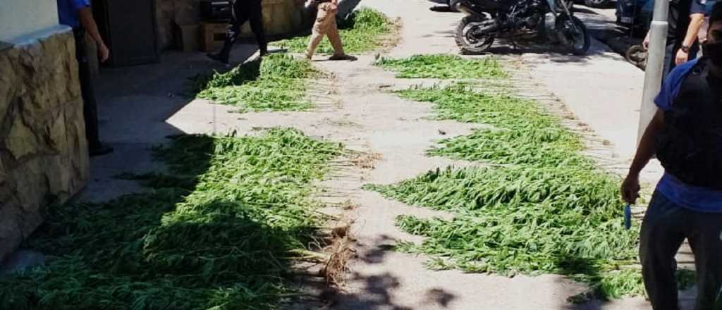 Secuestraron más de 100 plantas de cannabis en 3 viveros de  Las Heras