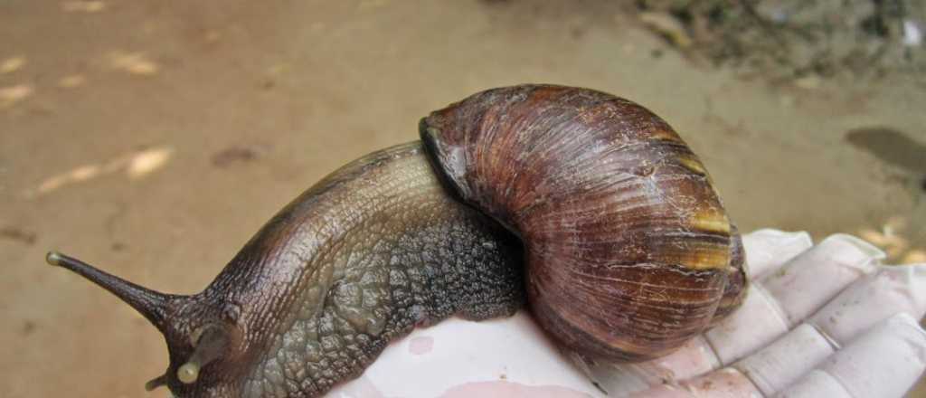 Cuidado, el peligro ahora es el caracol africano en la Argentina