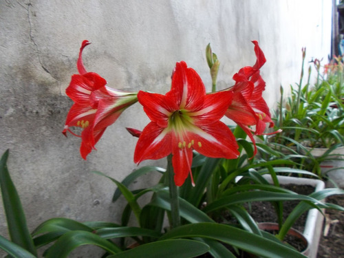 Cuáles son las mejores plantas para regalar a alguien que se muda - Mendoza  Post