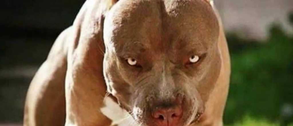 Condenaron al dueño de un pitbull que mató a una nena en Corrientes 