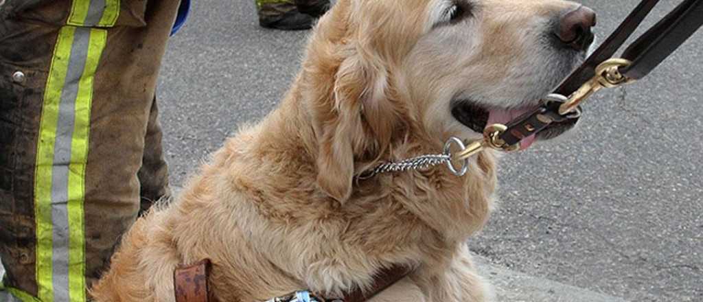 Un perro le salvó la vida a su dueña no vidente