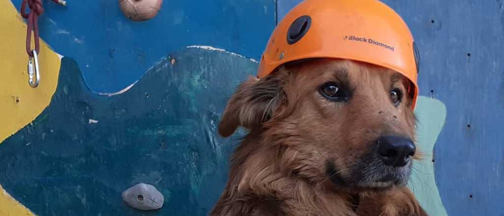 Oro, el perro que escaló cuatro veces al Aconcagua