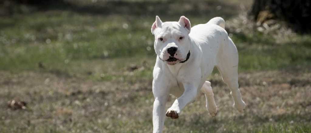 Un perro cruza con dogo mató a una niña de 1 año y medio en Rivadavia