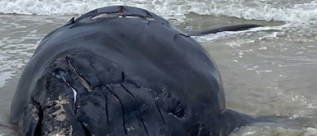 Desgarrador hallazgo en la Costa Atlántica