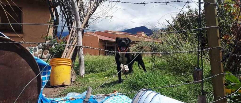 Un perro atacó a una familia en Potrerillos y piden que lo maten