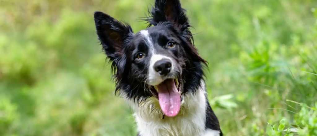 ¿Te gustan los perros? Estas son las razas más inteligentes