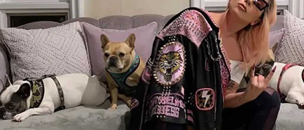 Balearon al paseador de los perros de Lady Gaga y le robaron dos bulldogs